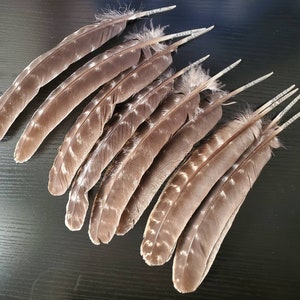 Turkey Feather for Smudging Ritual Decoration