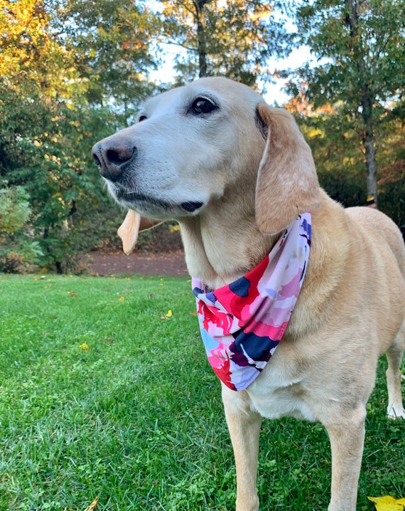 matching baby bib and dog bandana