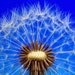 <a href='https://www.etsy.com/jp/shop/FineWeeds?ref=l2-about-shopname&from_page=listing' class='wt-text-link'>FineWeeds</a> のオーナー
