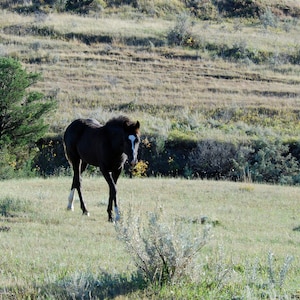 Wild Horses - Mustang Filly 1