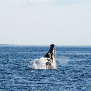 Whale Cape Cod Bay Massachusetts 5