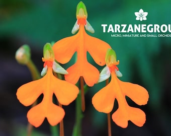 HABENARIA RHODOCHEILA Small Terrestrial Orchid Tuber