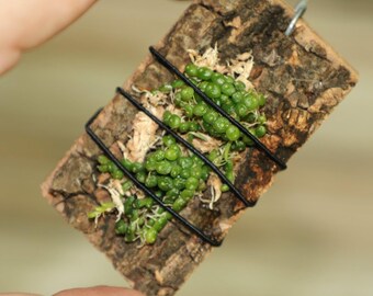 BULBOPHYLLUM MONILIFORME Micro Miniature Orchid Mounted - Etsy