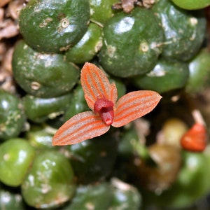 BULBOPHYLLUM MONILIFORME Micro Miniature Orchid Mounted