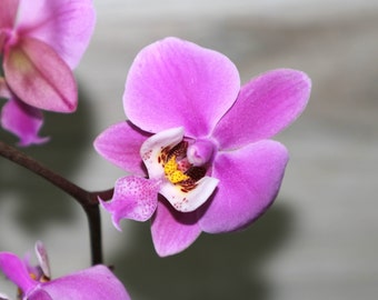 PHALAENOPSIS SCHILLERIANA Small Orchid Mounted