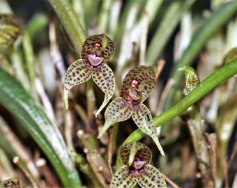 DRYADELLA SIMULA Miniature Orchid Mounted