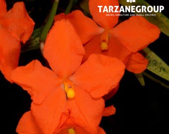 NEOCOGNIAUXIA HEXAPTERA Small Orchid Mounted