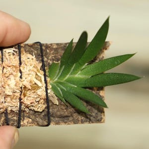 MACROCLINIUM XYPHOPHORUS Small Orchid Mounted image 6