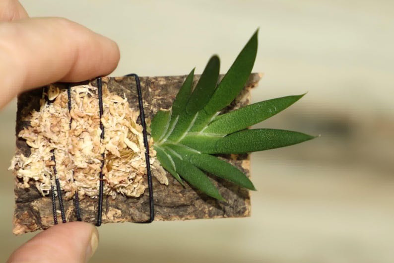 MACROCLINIUM XYPHOPHORUS Small Orchid Mounted image 6