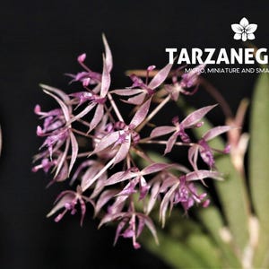 May include: Close-up of a delicate orchid with pale pink petals and a dark purple center. The orchid is next to a quarter coin for size comparison. The image has the text "TARZANEGROUP Micro, miniature and small orchids".
