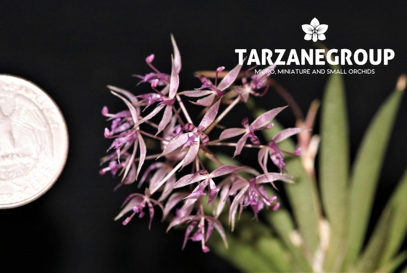 May include: Close-up of a delicate orchid with pale pink petals and a dark purple center. The orchid is next to a quarter coin for size comparison. The image has the text "TARZANEGROUP Micro, miniature and small orchids".