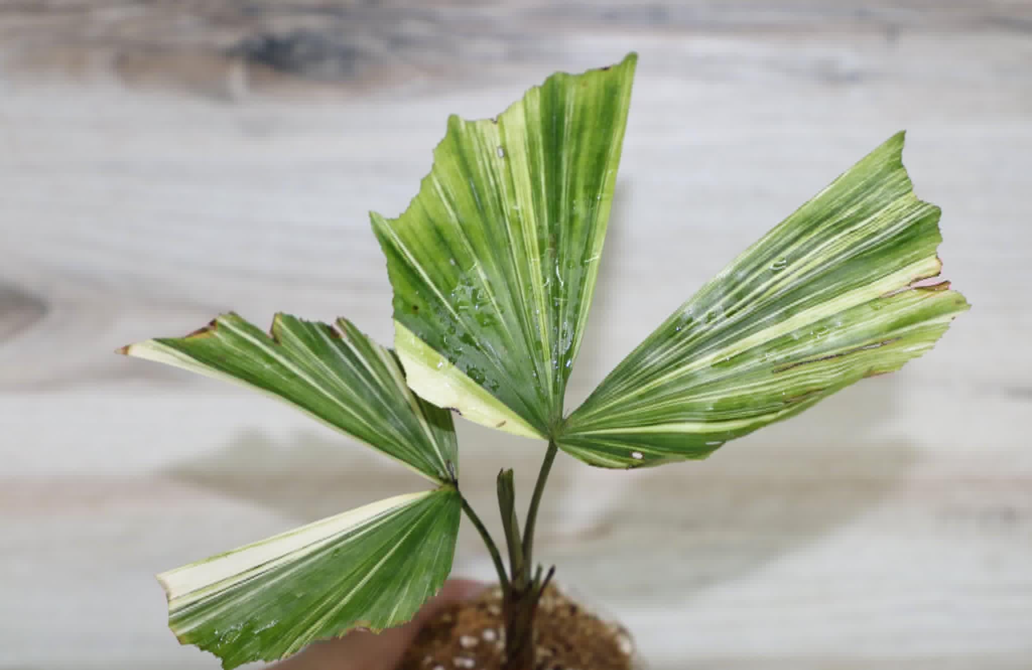 モンステラ・ポトス CARYOTA URENS `VARIEGATED` モンステラ・ポトス