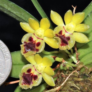HARAELLA RETROCALLA Small Orchid Mounted