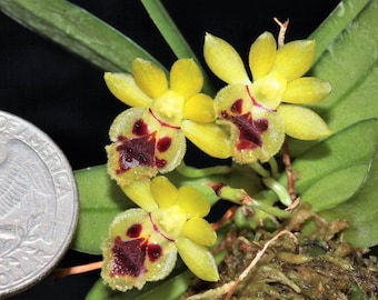 HARAELLA RETROCALLA Small Orchid Mounted