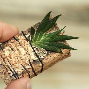 MACROCLINIUM XYPHOPHORUS Small Orchid Mounted image 8