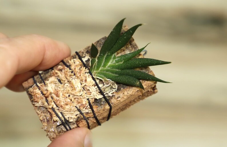 MACROCLINIUM XYPHOPHORUS Small Orchid Mounted image 8