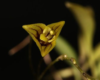 MASDEVALLIA RUBILEOIXCHELORUM Miniature Orchid Mounted