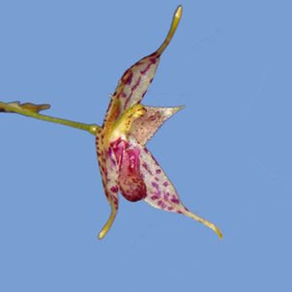 PLEUROTHALLIS / MUSCARELLA GONGYLODES Miniature Orchid Mounted