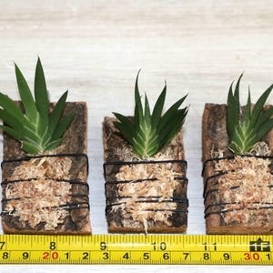 MACROCLINIUM XYPHOPHORUS Small Orchid Mounted image 5