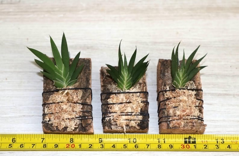 MACROCLINIUM XYPHOPHORUS Small Orchid Mounted image 5