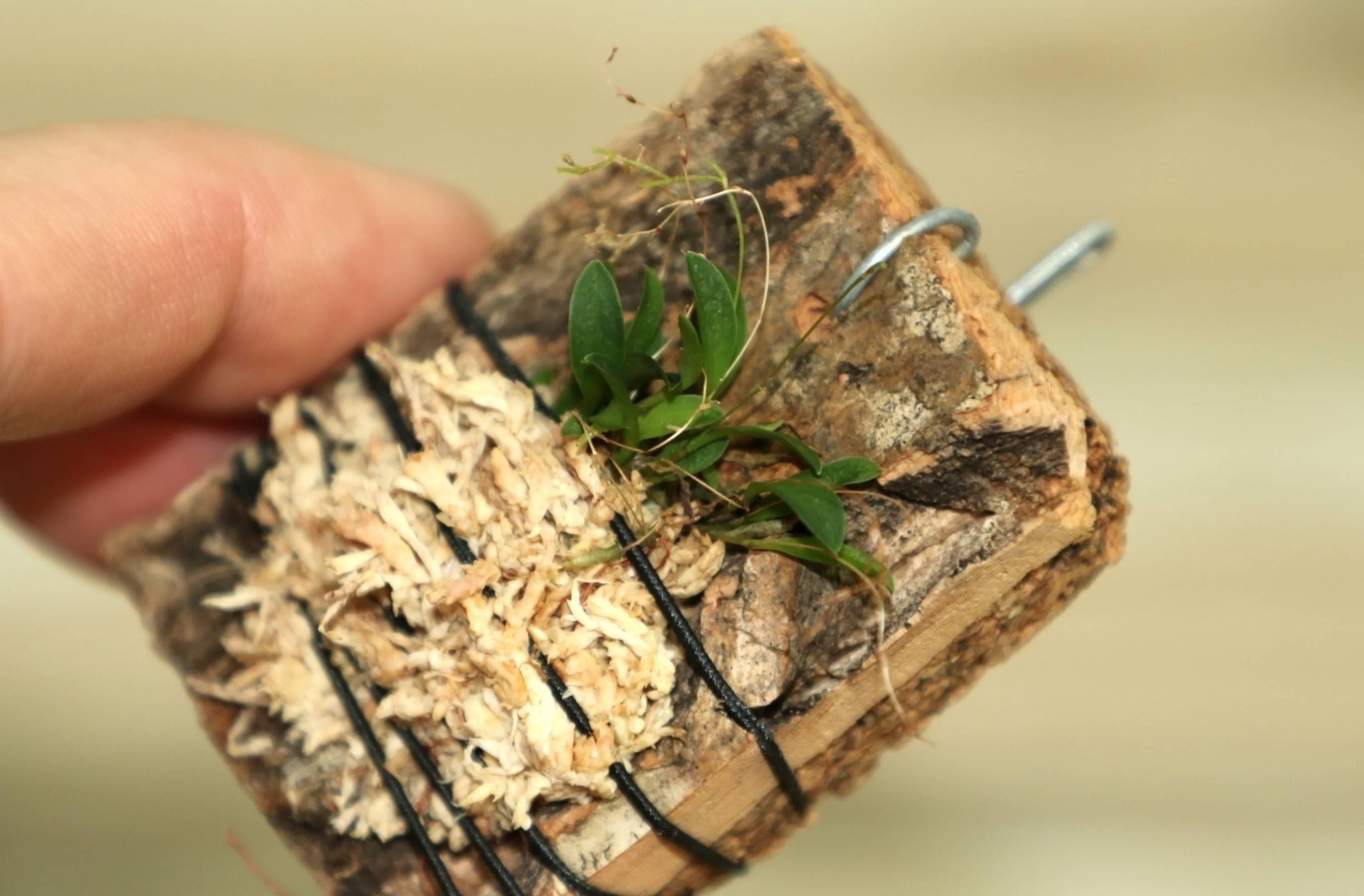 LEPANTHES VICTORGONZALEZII Miniature Orchid Mounted - Etsy