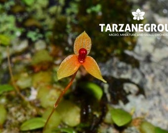 BULBOPHYLLUM MONILIFORME Micro Miniature Orchid Mounted - Etsy