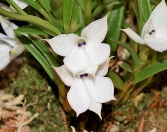 DENDROBIUM SUBULIFERUM Small Orchid Mounted