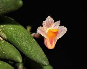 DOCKRILLIA / DENDROBIUM LICHENASTRUM Var. Prenticei Miniature Orchid Mounted