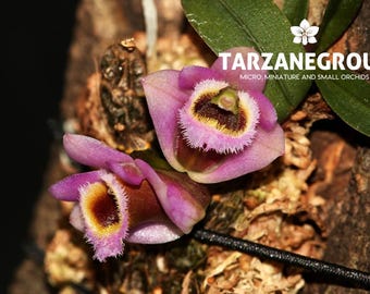 Orchid Species Culture: Oncidium/ Odontoglossum Alliance