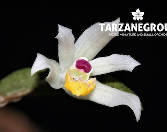 LOEFGRENIANTHUS BLANCHE-AMESIAE Miniature Orchid Mounted