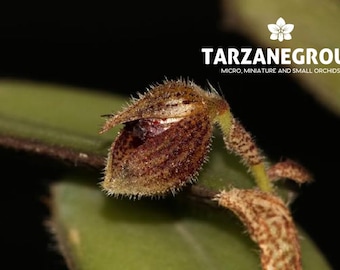 Lepanthes Fimbriata Miniatura Orchid - Etsy