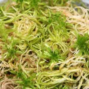 May include: Close-up of sphagnum moss, a light green and tan plant material. The moss has a fluffy, textured appearance with small, clustered leaves. The image shows the moss filling the frame, with a slight pink border visible.