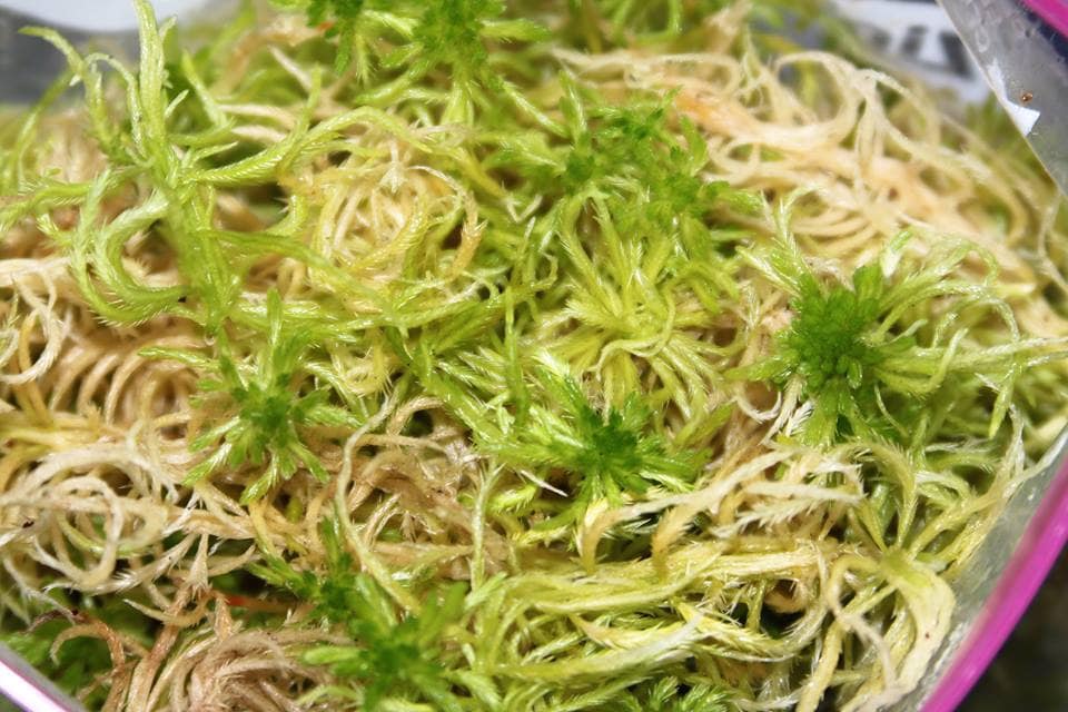Sphagnum Moss 1 Oz Bags for Orchids-potting Medium-grapevine Ball and  Basket Stuffer 