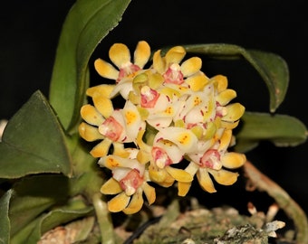 GASTROCHILUS JAPONICUS Small Orchid Mounted