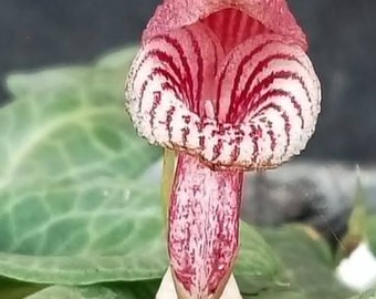 CORYBAS FORNICATUS Miniature Terrestrial Orchid Tuber Helmet Orchid