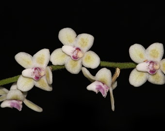 CHILOSCHISTA SHANICA Leafless Orchid Mounted