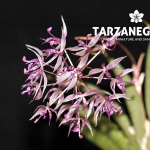 May include: Close-up of a cluster of delicate, pale pink orchids with purple tips, set against a black background. The image includes the text "TARZANEGROUP Micro miniature and small orchids" in white.