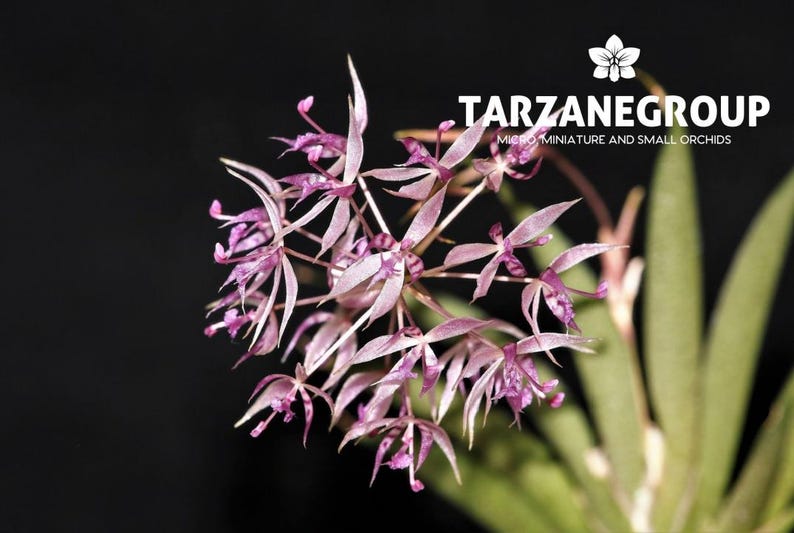 May include: Close-up of a cluster of delicate, pale pink orchids with purple tips, set against a black background. The image includes the text "TARZANEGROUP Micro miniature and small orchids" in white.