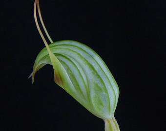 PTEROSTYLIS CONCINNA Australian Terrestrial Orchid Tuber