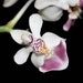 see more listings in the PHALAENOPSIS section