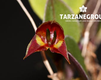 LEPANTHES CHORISTA Miniature Orchid Mounted - Etsy