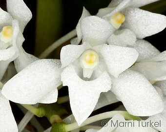 MYSTACIDIUM BRAYBONAE Small Orchid Mounted