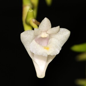 DENDROBIUM UNCATUM Small Orchid Potted