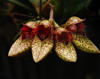 BULBOPHYLLUM FROSTII Small Orchid Mounted