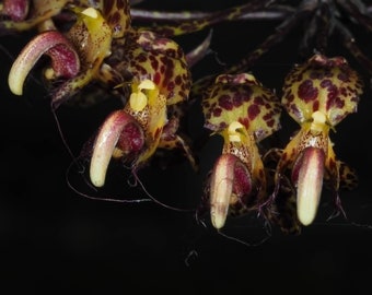 BULBOPHYLLUM CORNU-OVIS Small Orchid Mounted