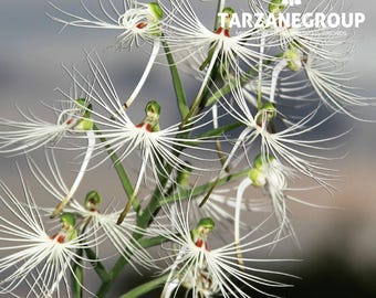 HABENARIA MYRIOTRICHA / HABENARIA Medusae Terrestrial Orchid Tuber Xl