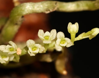 ANGRAECUM CHAMAEANTHUS Micro Miniature Orchid Mounted