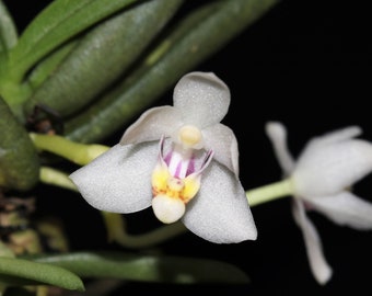 PTEROCERAS SEMITERETIFOLIUM / BRACHYPEZA Semiteretifolium Miniature Orchid Mounted