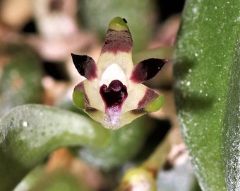 BULBOPHYLLUM DEPRESSUM Miniature Orchid Mounted