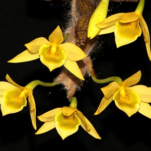 DENDROBIUM SENILE Small Orchid Species Mounted